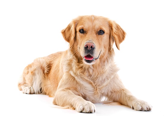Haustiere Hund in SUN Matrei (Fotolia_66749097_L)