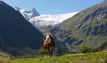 The cows spend the whole summer up on the lush alpine pastures in the mountains in East Tyrol